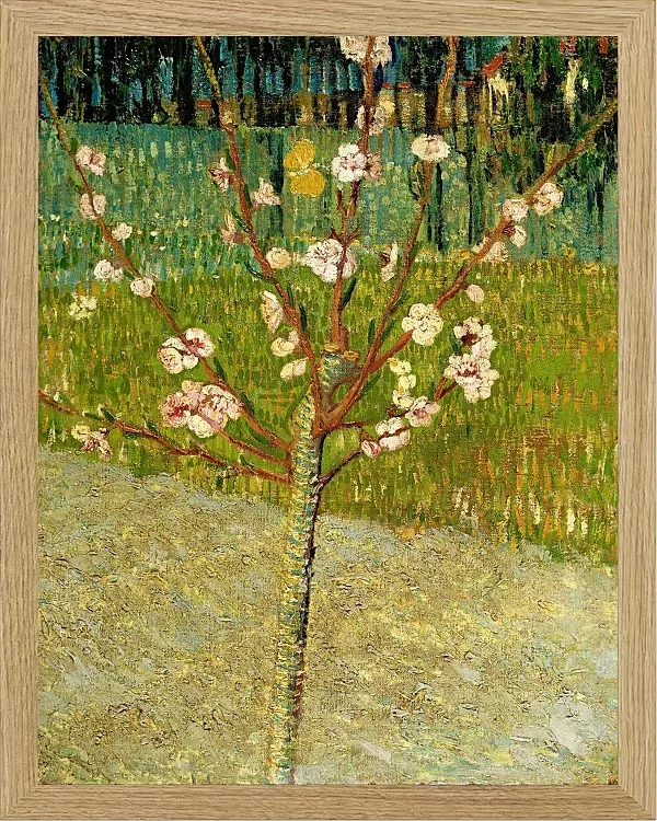 Mandelbaum in Blüte - 1888