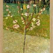Mandelbaum in Blüte - 1888