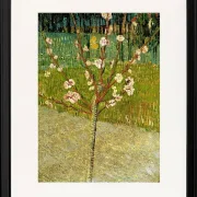 Mandelbaum in Blüte - 1888