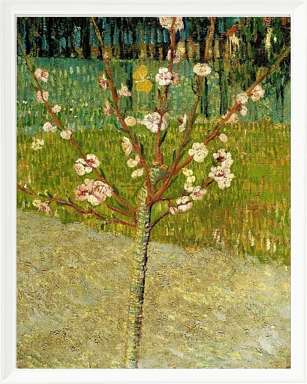 Mandelbaum in Blüte - 1888