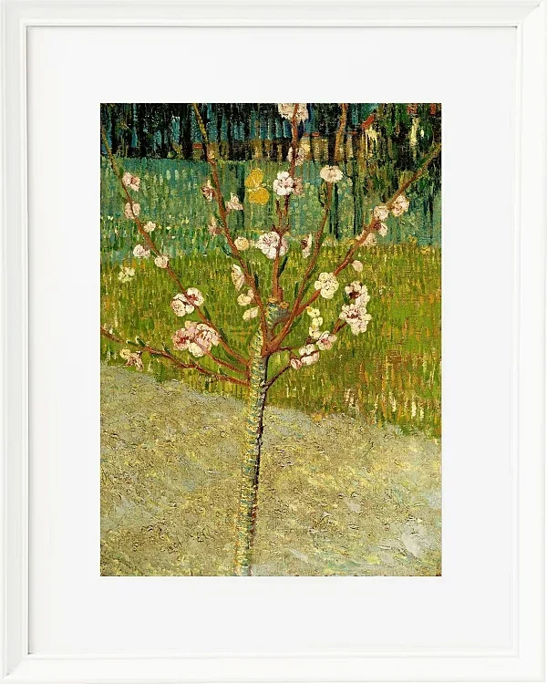 Mandelbaum in Blüte - 1888