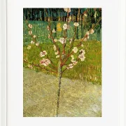 Mandelbaum in Blüte - 1888