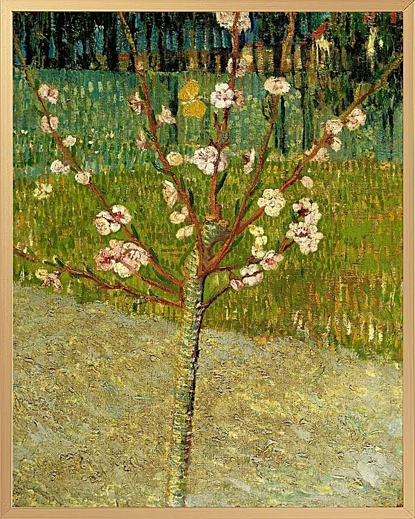 Mandelbaum in Blüte - 1888