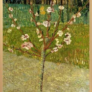 Mandelbaum in Blüte - 1888