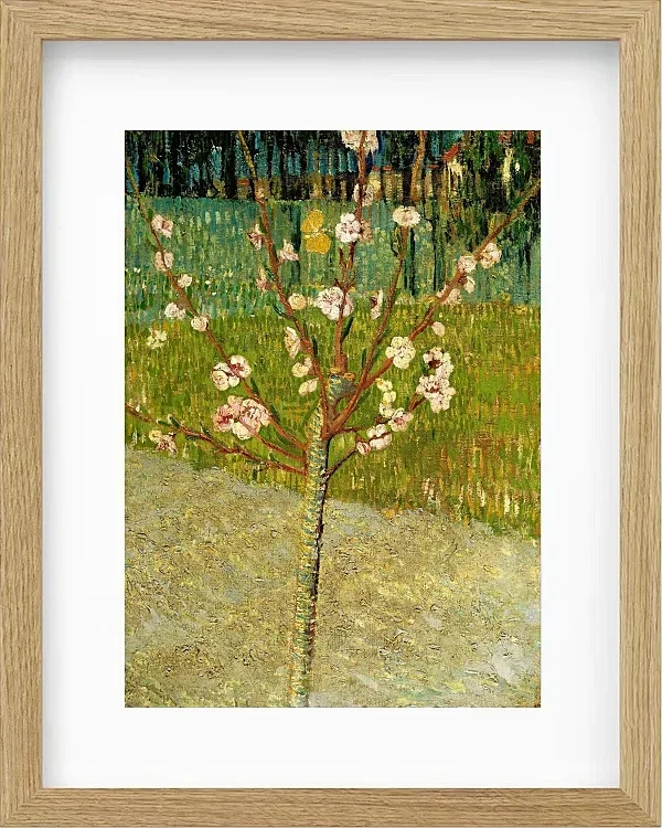 Mandelbaum in Blüte - 1888