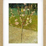 Mandelbaum in Blüte - 1888