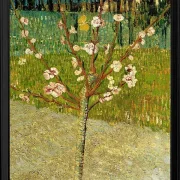 Mandelbaum in Blüte - 1888