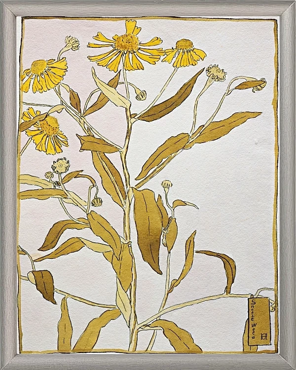 Nieswurz - 1915