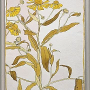 Nieswurz - 1915