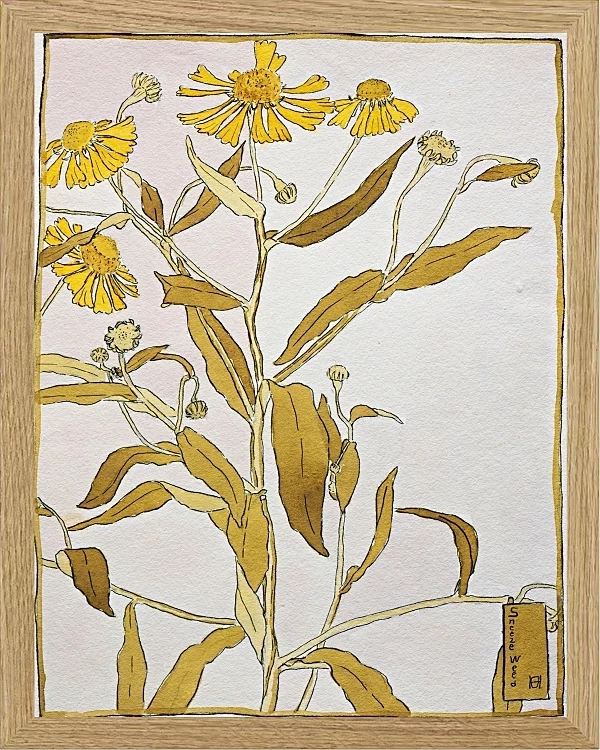Nieswurz - 1915