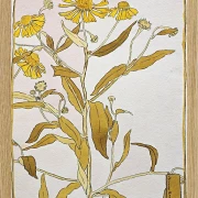 Nieswurz - 1915