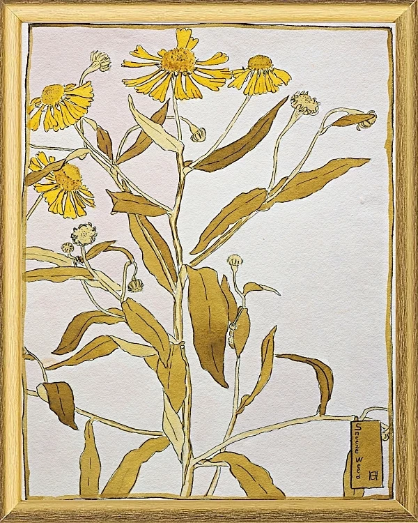 Nieswurz - 1915