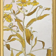 Nieswurz - 1915