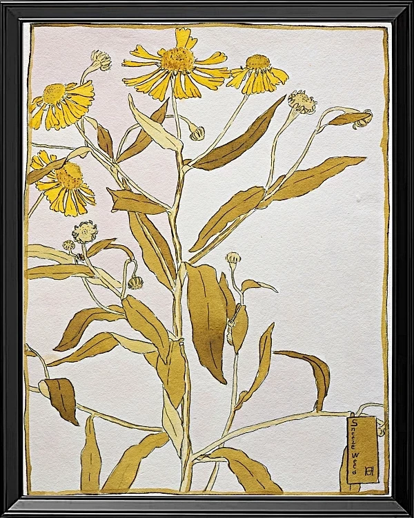 Nieswurz - 1915