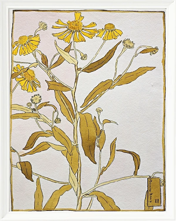Nieswurz - 1915