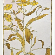 Nieswurz - 1915