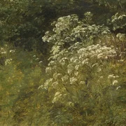 Peter Christian Skovgaard | Hundepersille, studie – 1860 | Indrammet kunsttryk | Danmarks Guldalder