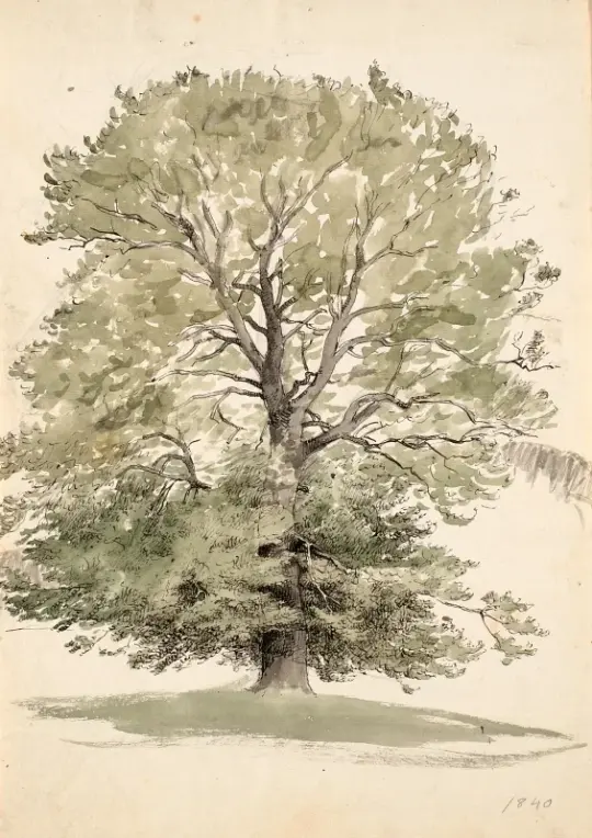 Peter Christian Skovgaard | Et stort bøgetræ med grønt løv - 1840 | Indrammet kunsttryk | Danmarks Guldalder