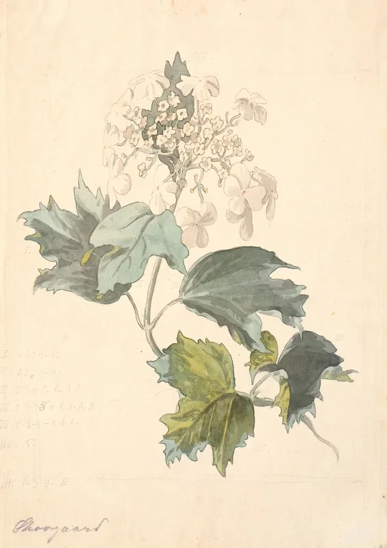 Peter Christian Skovgaard | Lindenholz - 1845 | Gerahmter Kunstdruck | Goldenes Zeitalter Dänemark
