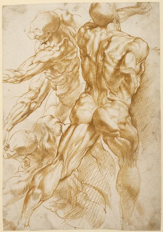 Peter Paul Rubens | Anatomische Studien - 1605 | Giclée Kunstdruck gerahmt