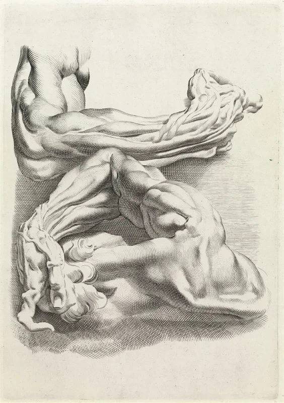 Peter Paul Rubens | Muskler - 1577 | Indrammet kunsttryk | Barok | formida