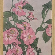 Prärierose - 1915