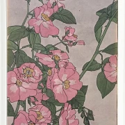Prärierose - 1915