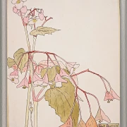Rinderbegonie - 1915