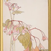 Rinderbegonie - 1915