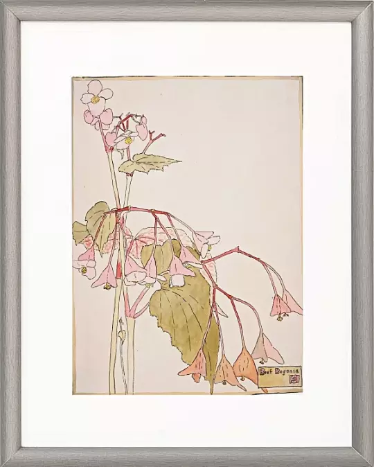 Kvægbegonia - 1915