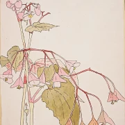 Rinderbegonie - 1915