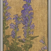 Delphinium - 1915