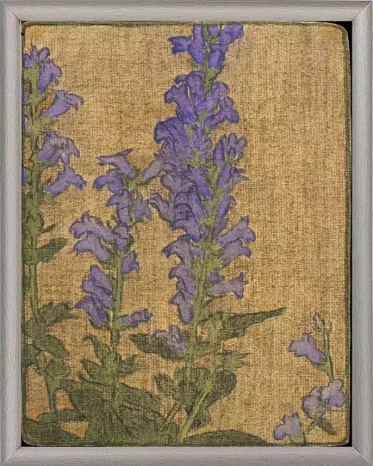 Delphinium - 1915