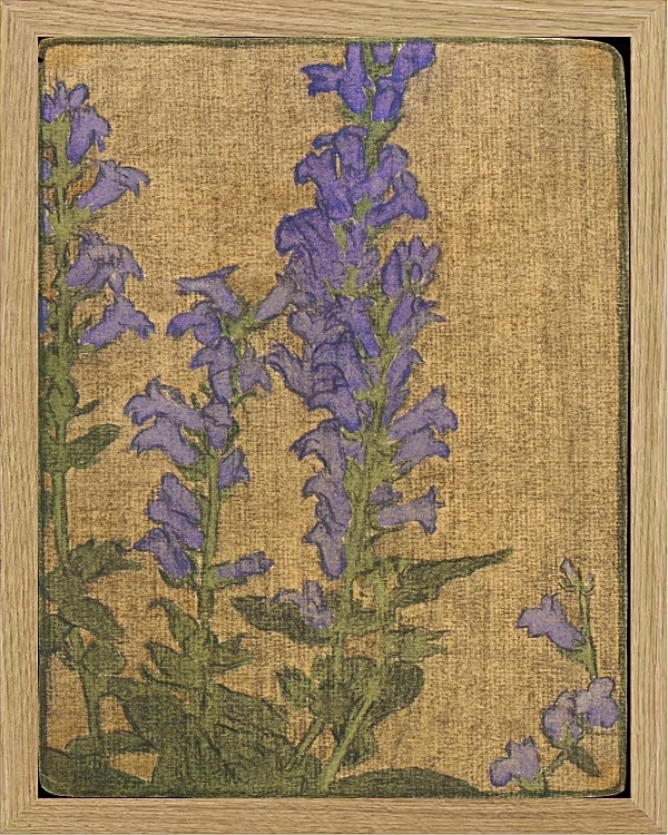 Delphinium - 1915