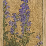 Delphinium - 1915