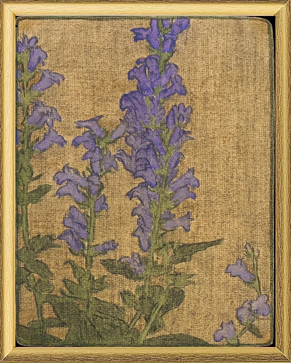 Delphinium - 1915