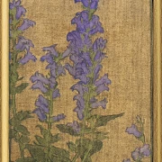 Delphinium - 1915