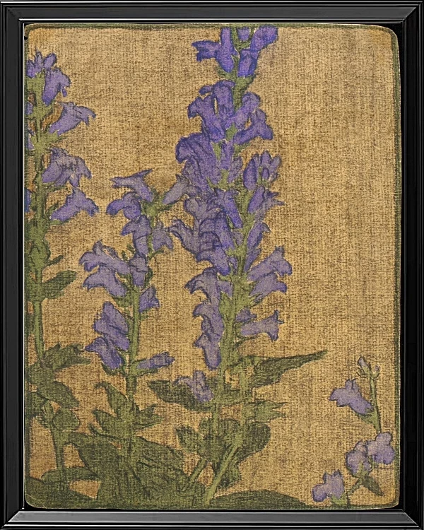 Delphinium - 1915