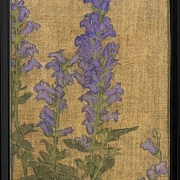 Delphinium - 1915