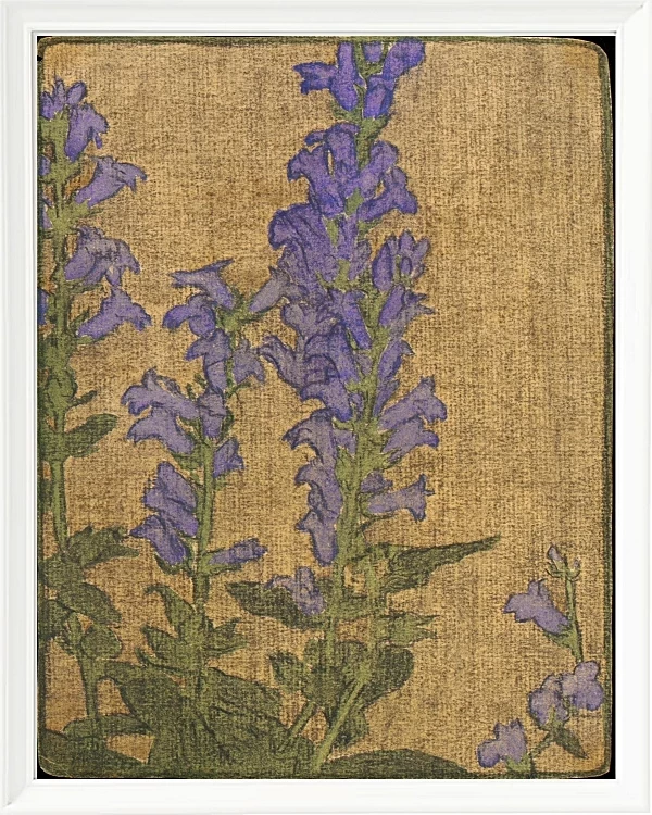Delphinium - 1915
