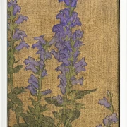 Delphinium - 1915