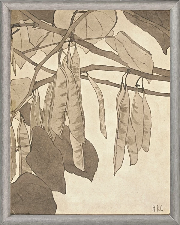 Rote Knospe - 1915