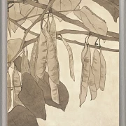 Rote Knospe - 1915