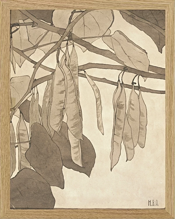 Rote Knospe - 1915