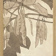 Rote Knospe - 1915
