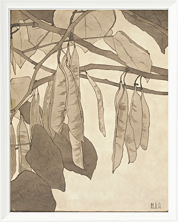 Rote Knospe - 1915