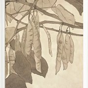 Rote Knospe - 1915