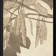 Rote Knospe - 1915