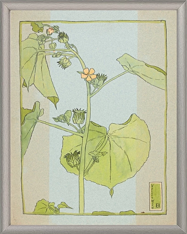 Fløjlsurt - 1915