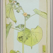 Fløjlsurt - 1915